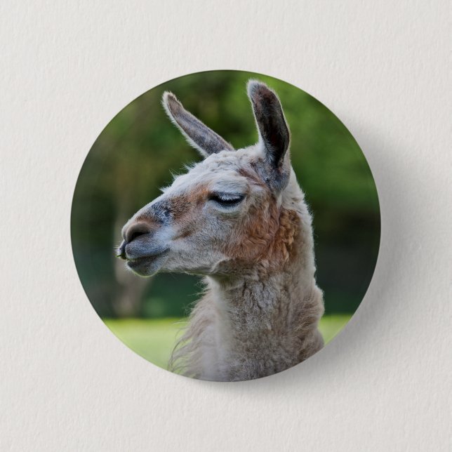 Llama-Abzeichen Button (Vorderseite)