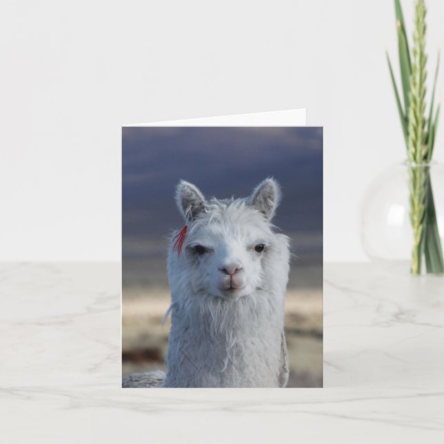 Llama Alpaca blanc fermer la carte de note de la t (Devant)