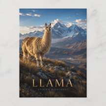 Llama Andenhochland TIERE