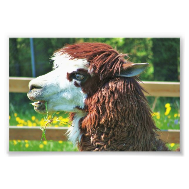 Llama Animal Foto (Vorne)