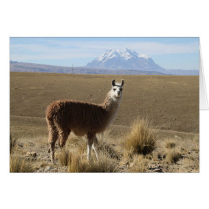 Llama at Illimani Snow Mountain Bolivien Note Card