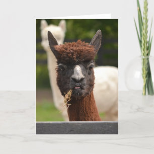 Llama - carte de voeux vierge