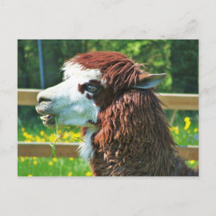 Llama - Carte postale