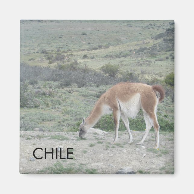 Llama Chile Magnet (Vorne)