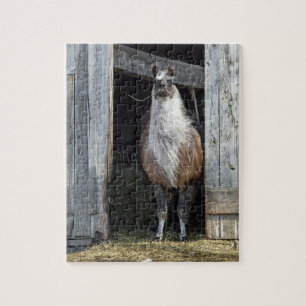 Llama, den Tag grüßen