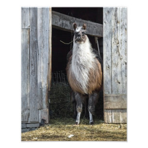 Llama, den Tag grüßen Fotodruck