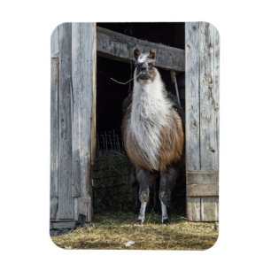 Llama, den Tag grüßen Magnet