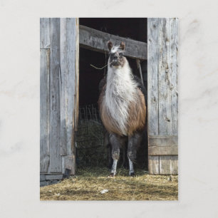 Llama, den Tag grüßen Postkarte
