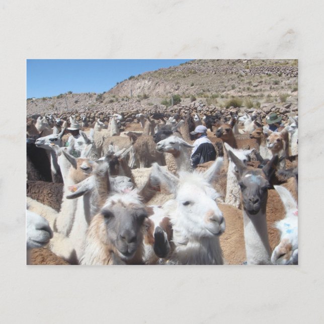 Llama Disco Postkarte (Vorderseite)