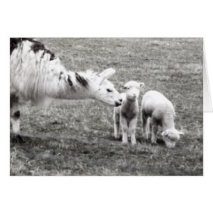 Llama et agneaux