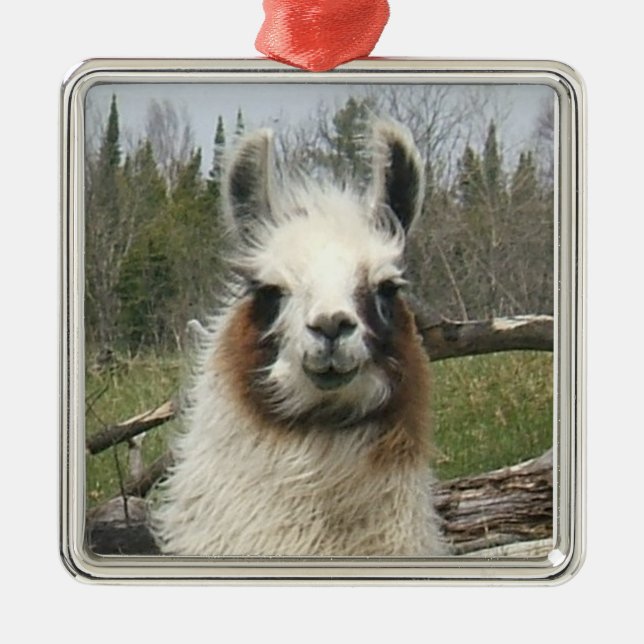 LLAMA FACE SILBERNES ORNAMENT (Vorne)