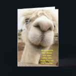 Llama Funny Birthday Card Karte<br><div class="desc">Ein Albino Lama,  nah und persönlich.</div>