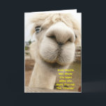 Llama Funny Birthday Card Karte<br><div class="desc">Ein Albino Lama,  nah und persönlich.</div>