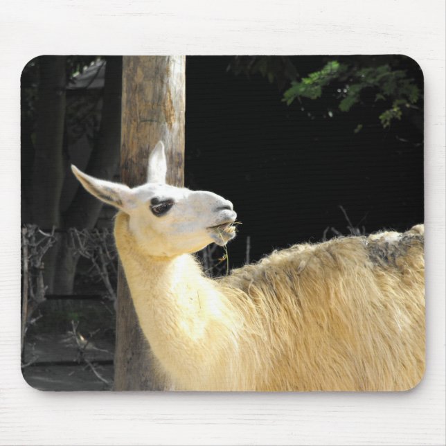 Llama fütternd mousepad (Vorne)