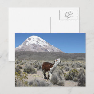 Llama im Sajama-Berg Bolivien Südamerika Postkarte