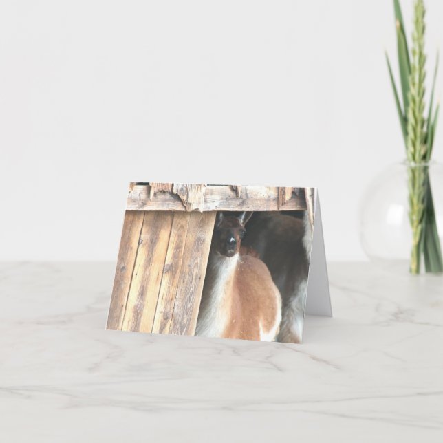 Llama In Barn Farm Animal Personalized Note Karte (Vorderseite)