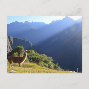 Llama in der Anden Postkarte