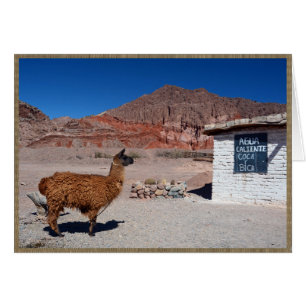 Llama in der Quebrada de Cafayate, Argentinien