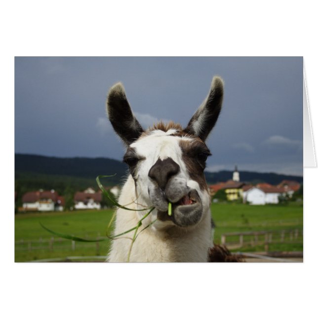 Llama la plus froide (Devant horizontal)