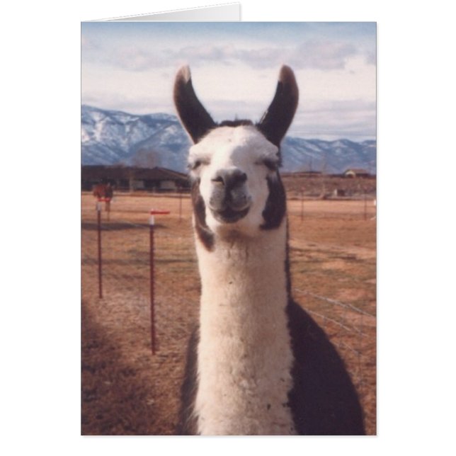 "Llama lächeln" (Vorne)