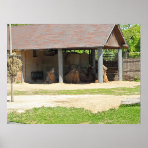 Llama-Liebe Poster