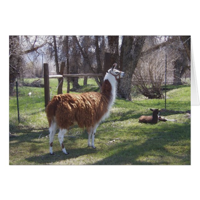 Llama Mama und Baby Lama (Vorderseite (Horizontal))