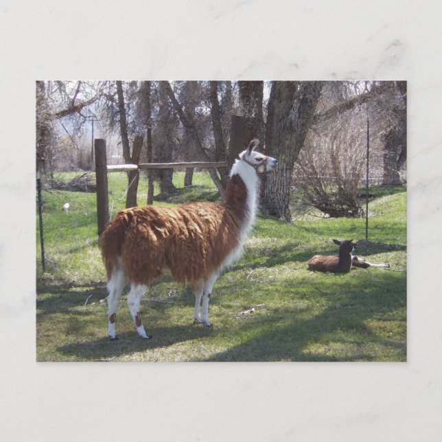 Llama Mama und Baby Lama Postkarte (Vorderseite)