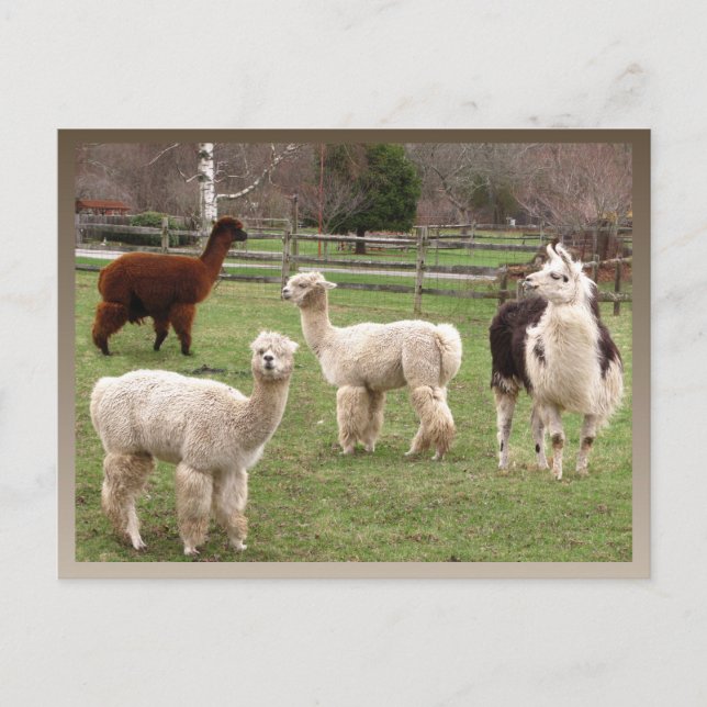Llama Melange ~ carte postale (Devant)