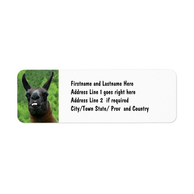 Llama mit Attitude - das Foto der Zunge heraushalt (Vorne)