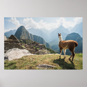 Llama mit Blick auf Ruinen   Machu Picchu, Peru Poster