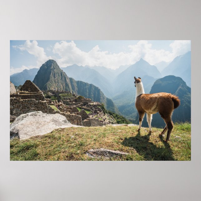 Llama mit Blick auf Ruinen | Machu Picchu, Peru Poster (Vorne)
