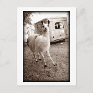 Llama Postkarte