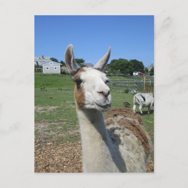 Llama Postkarte (Vorderseite)