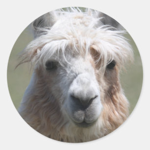 Llama Runder Aufkleber