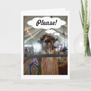 LLAMA SAGT: "BITTE SAGEN SIE MIR AUCH, DASS SIE MI FEIERTAGSKARTE