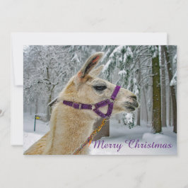 Llama Snow Foto Weihnachtswohnung Feiertagskarte
