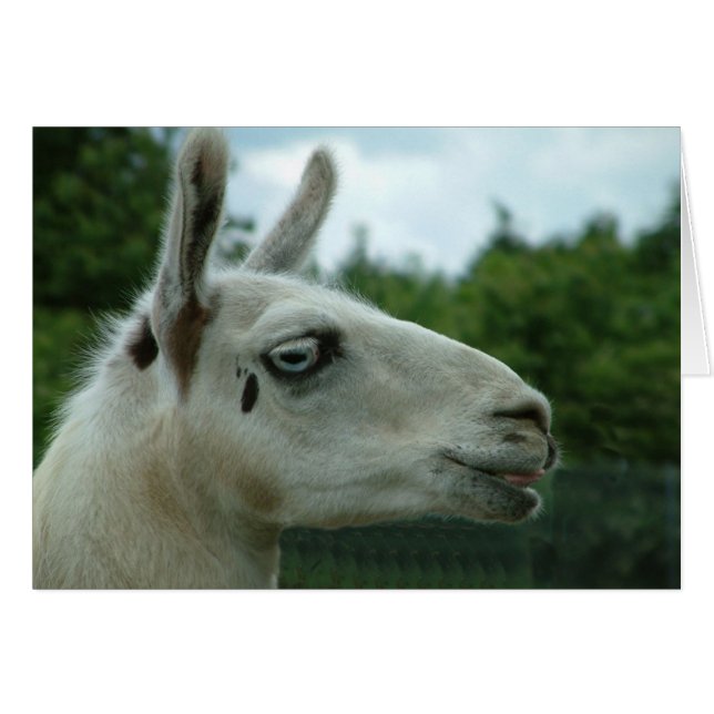 Llama souriante (Devant horizontal)
