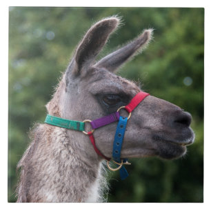 Llama-Überlegenheit Fliese
