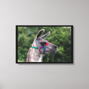 Llama-Überlegenheit Leinwanddruck