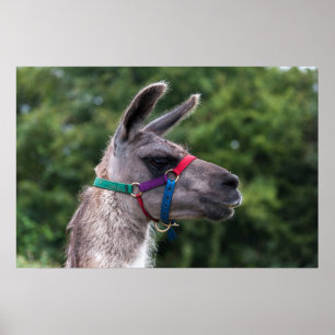 Llama-Überlegenheit Poster