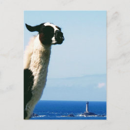 Llama und Leuchtturm, Lands End, Cornwall. Postkarte