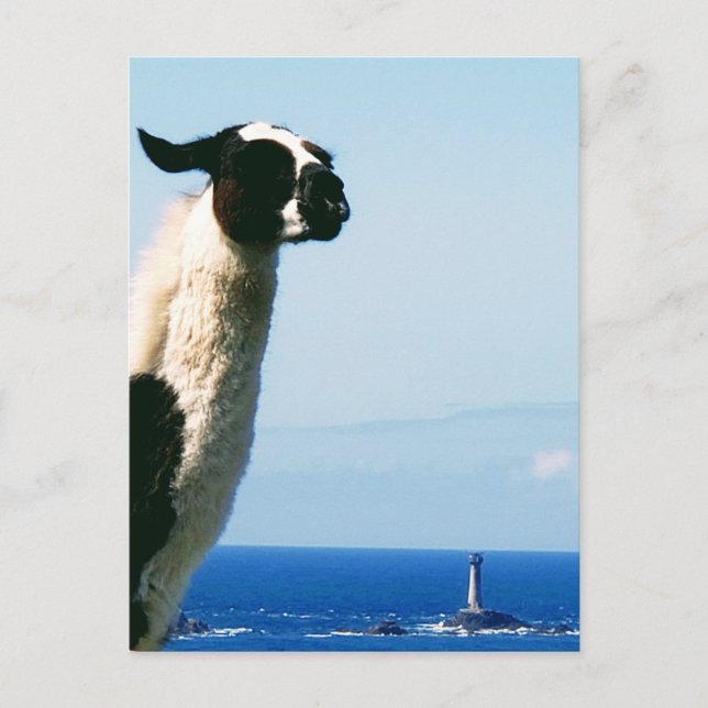 Llama und Leuchtturm, Lands End, Cornwall. Postkarte (Vorderseite)