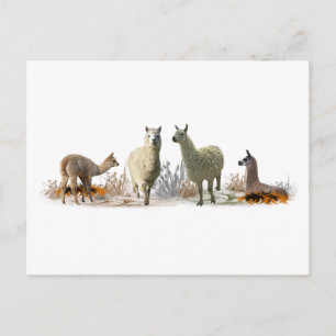 Llama-Wiesen-Postkarte Postkarte