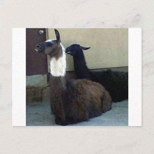 Llamas als Zoobild Postkarte (Vorderseite)