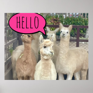 Llamas auf Plakat