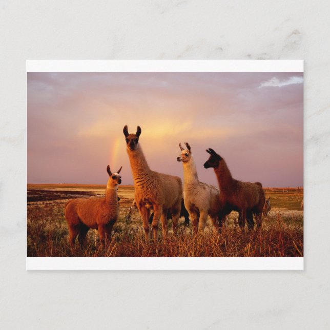 Llamas mit Regenbogenhimmel Postkarte (Vorderseite)