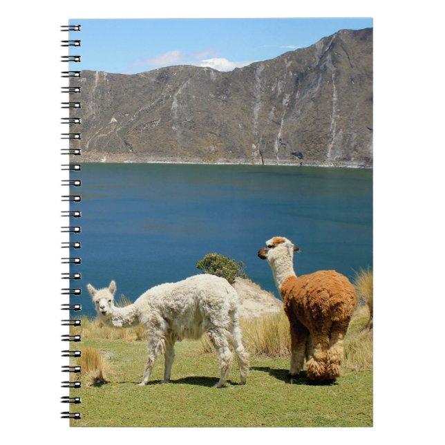 Llamas Notizblock (Vorderseite)