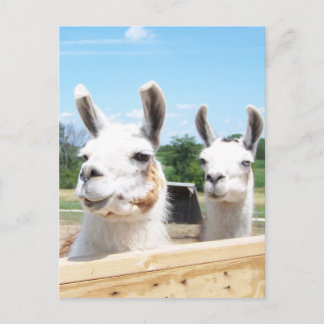 Llamas Postcard Postkarte
