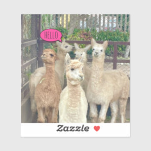 Llamas prêt à faire la fête sur un autocollant acr