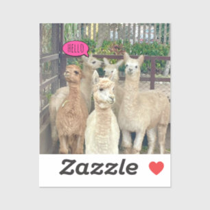 Llamas prêt à faire la fête sur un autocollant ou